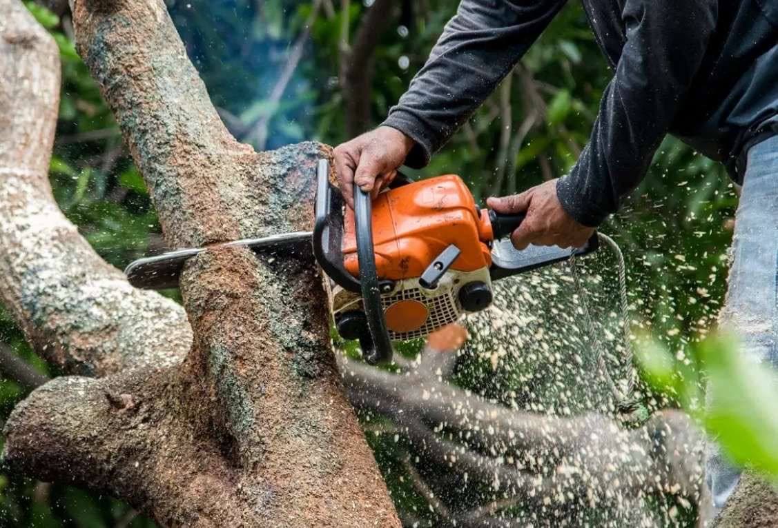 Tree Care & Pruning